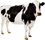 Cows